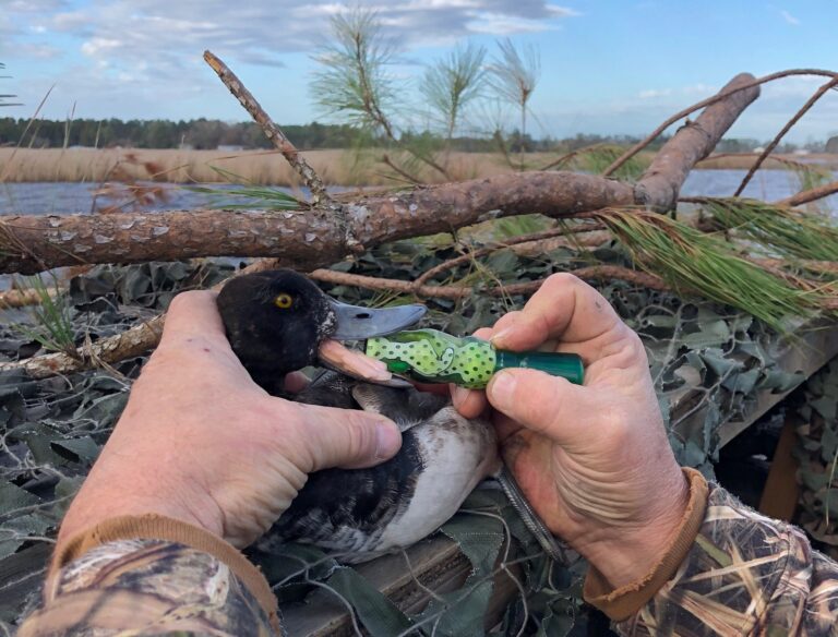 bluebill blowing call